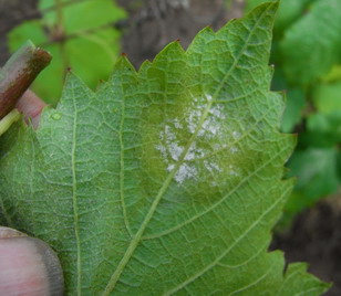 10 juin 2009 - champagne - mildiou - chardonnay